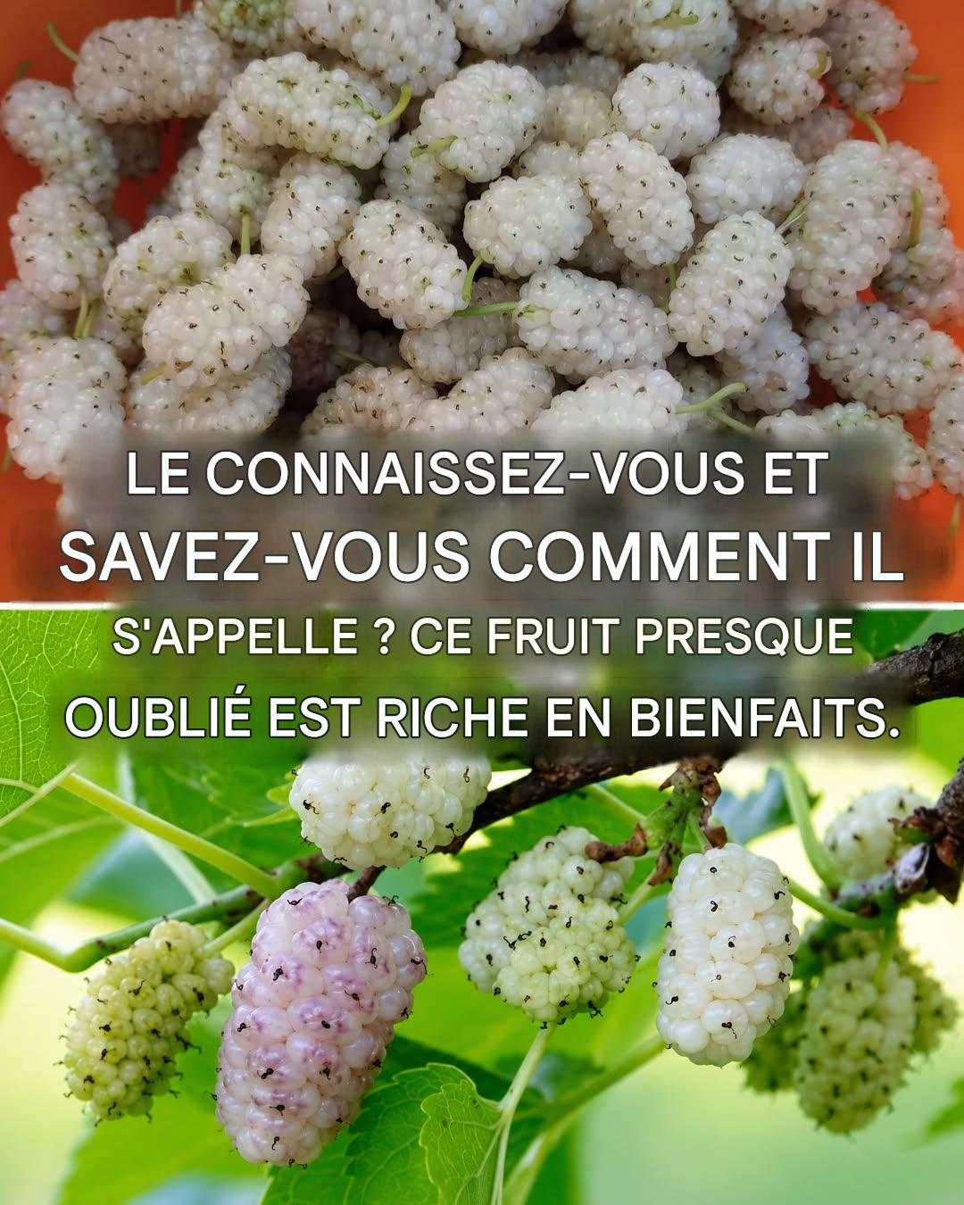 Bienfaits du mûrier blanc : prévient le cancer, soigne le diabète et favorise la perte de poids