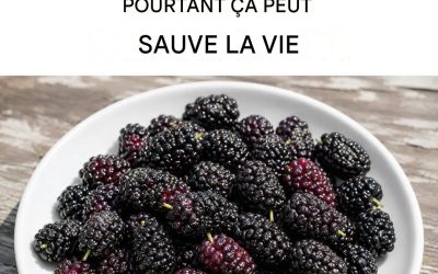 Mûrier noir : régule la tension artérielle, améliore la vue, prévient le cancer et soulage les maux de tête.