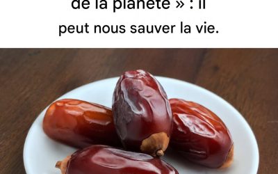 C’est pourquoi les dattes sont considérées comme le « fruit le plus sain de la planète ».