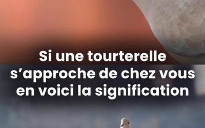 Une tourterelle s’est posée chez vous ? Découvrez les 4 signes cachés derrière sa visite