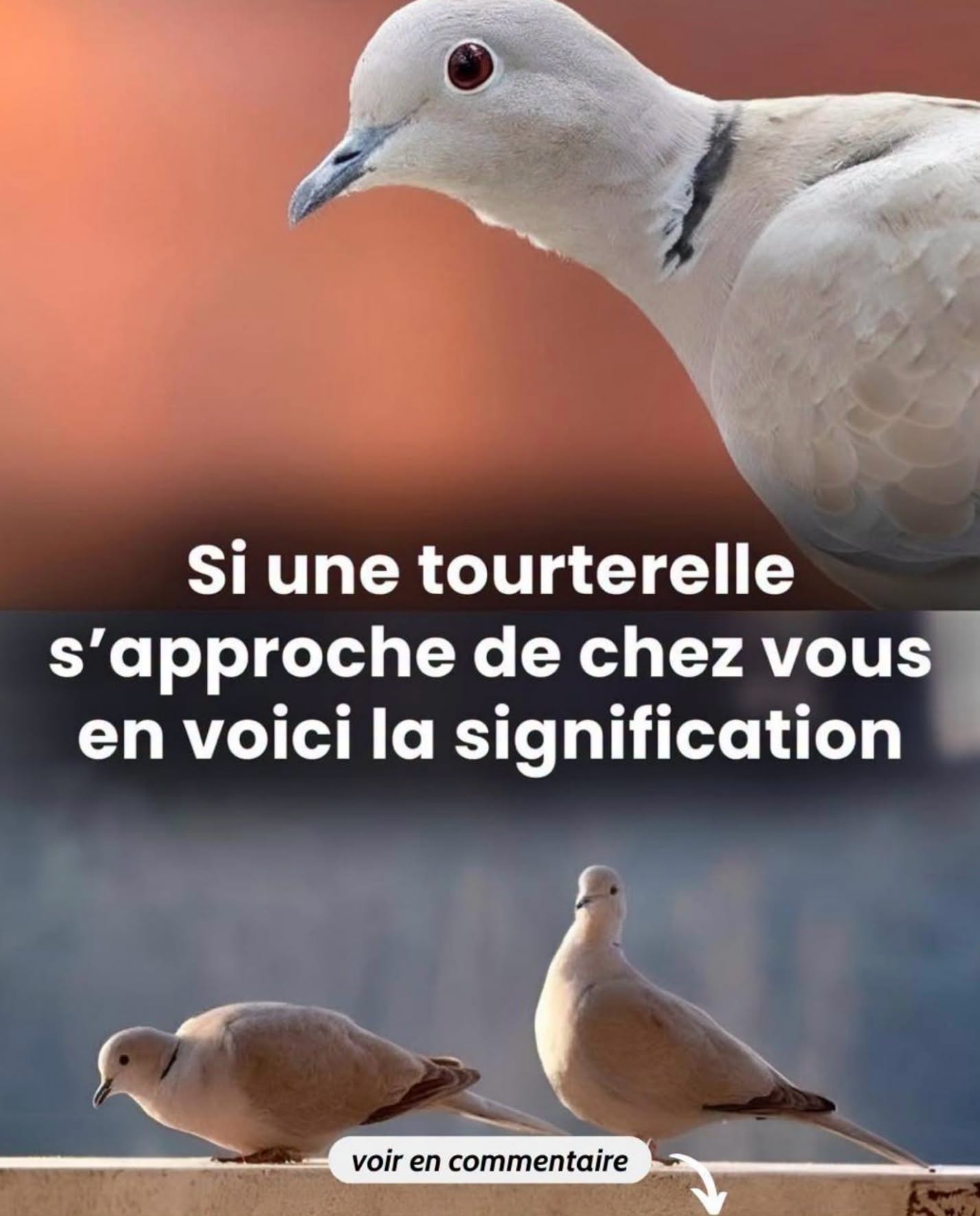 Une tourterelle s’est posée chez vous ? Découvrez les 4 signes cachés derrière sa visite