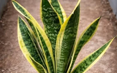 Le Guide Complet de l’Aloe Vera : Découvrez la Plante qui Révolutionne les Soins Naturels en France