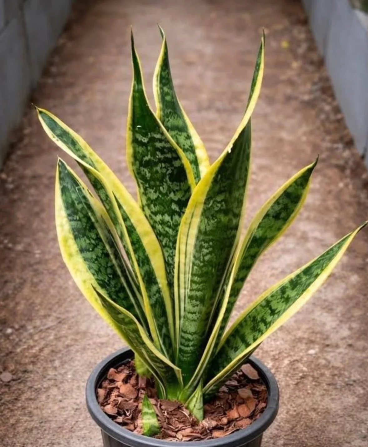 Le Guide Complet de l’Aloe Vera : Découvrez la Plante qui Révolutionne les Soins Naturels en France