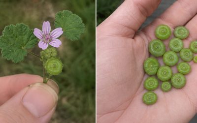 Tous les bienfaits et les usages de la malvina, une plante thérapeutique puissante