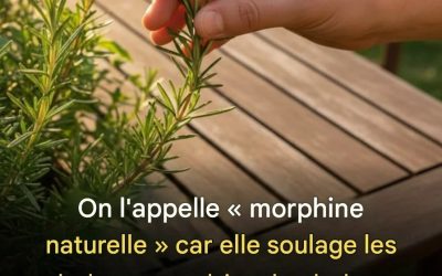 Les bienfaits du romarin pour les personnes âgées : un allié naturel pour un vieillissement en bonne santé