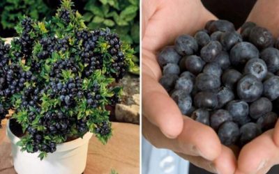 Comment cultiver des myrtilles chez soi pour une récolte abondante