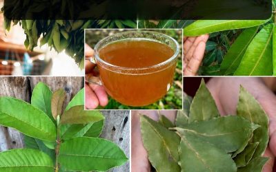 4 feuilles médicinales de la nature et leurs bienfaits potentiels pour la santé