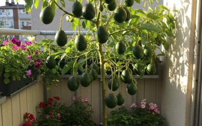 Apprenez à cultiver des avocats en pot pour ne plus avoir à les acheter.