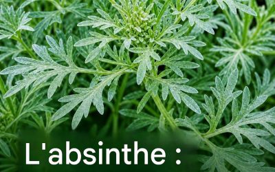 L’absinthe (Artemisia) : une plante ancienne dont les propriétés impressionnantes sont encore étudiées par la science.