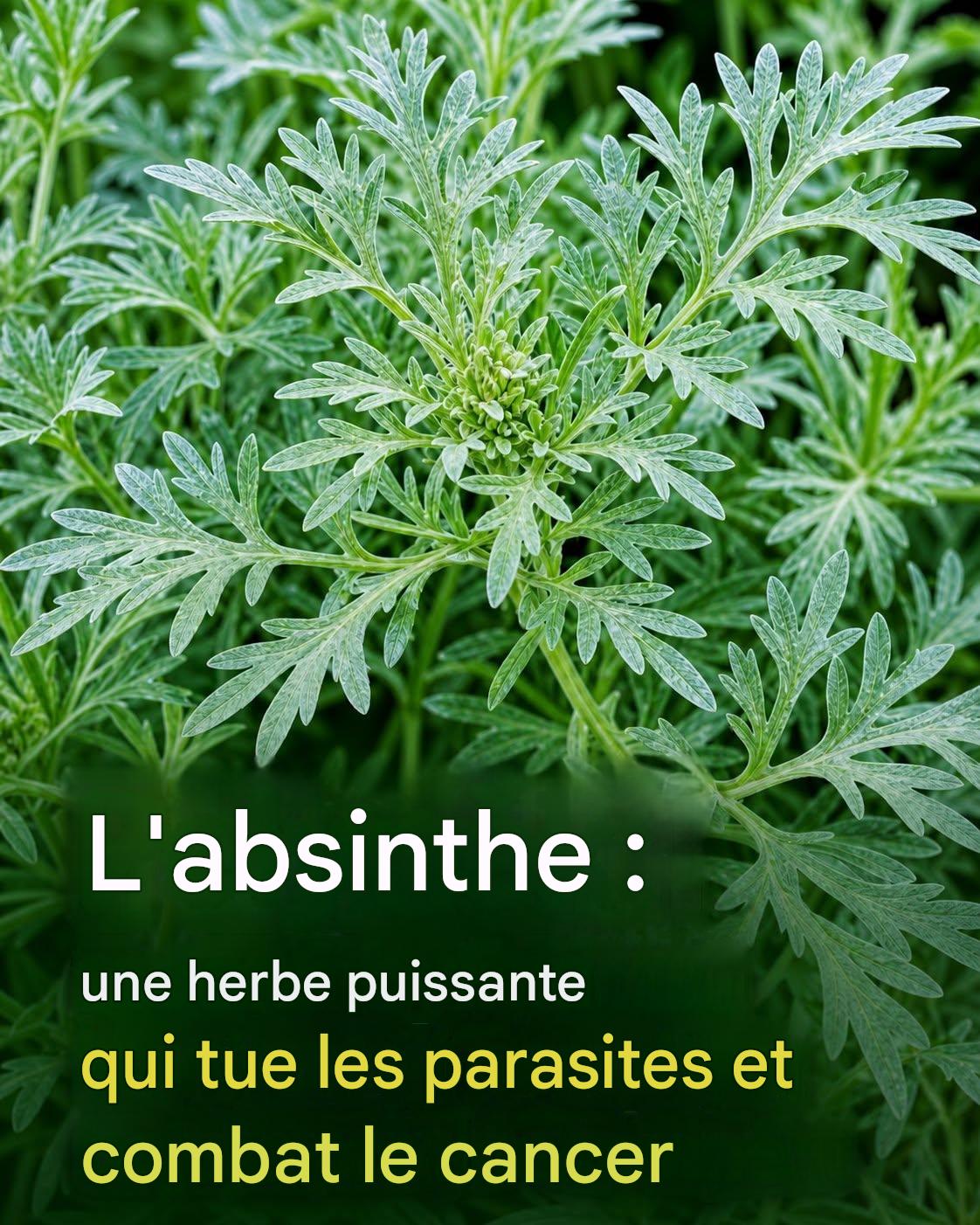 L’absinthe (Artemisia) : une plante ancienne dont les propriétés impressionnantes sont encore étudiées par la science.