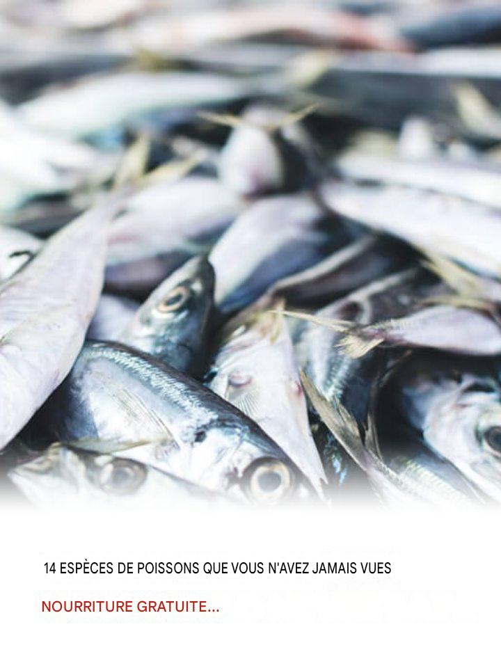 AVERTISSEMENT – CESSEZ IMMÉDIATEMENT DE CONSOMMER DU POISSON : AVERTISSEMENT SANITAIRE COMPLET ET ANALYSE SCIENTIFIQUE (CE QUE VOUS DEVEZ SAVOIR AVANT QU’IL NE SOIT TROP TARD)