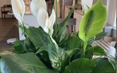 Comment favoriser la floraison de votre lys de la paix