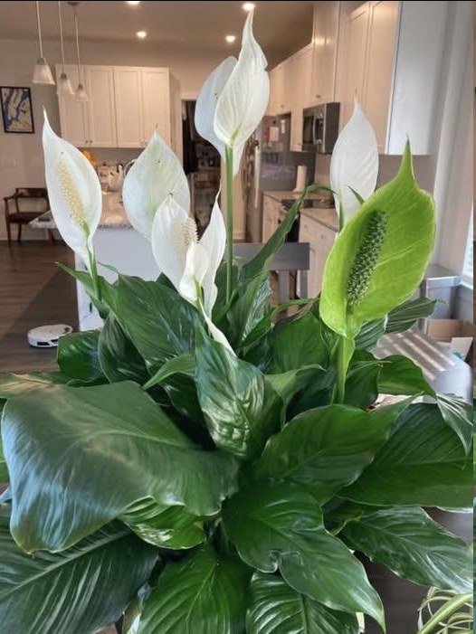Comment favoriser la floraison de votre lys de la paix