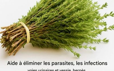 Le thym, cet arbuste discret qui crée un réseau de protection naturel contre les virus, les parasites et l’inflammation