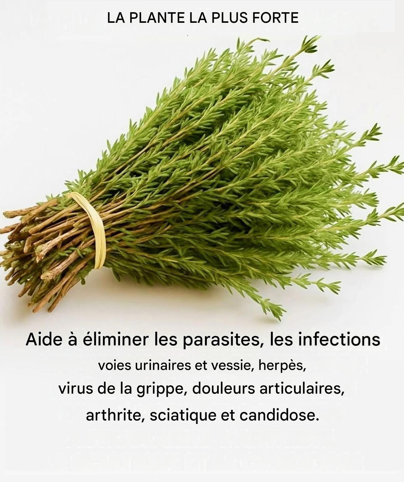 Le thym, cet arbuste discret qui crée un réseau de protection naturel contre les virus, les parasites et l’inflammation