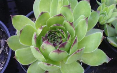 Profitez des vertus curatives du sedum – c’est un remède contre les problèmes de peau, les maux d’oreilles et de nombreux autres maux.
