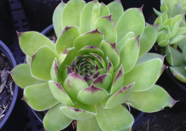 Profitez des vertus curatives du sedum – c’est un remède contre les problèmes de peau, les maux d’oreilles et de nombreux autres maux.