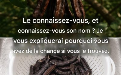 Le caroubier : un superaliment presque oublié aux innombrables bienfaits.