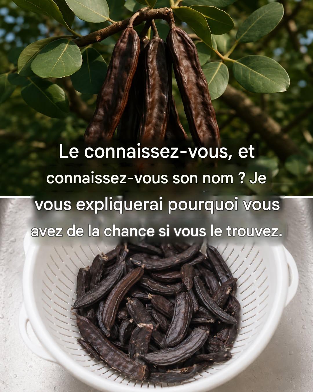 Le caroubier : un superaliment presque oublié aux innombrables bienfaits.