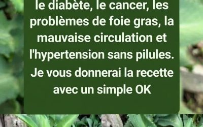 Infusion de Feuilles de Kalanchoé : Une Boisson Végétale Traditionnelle