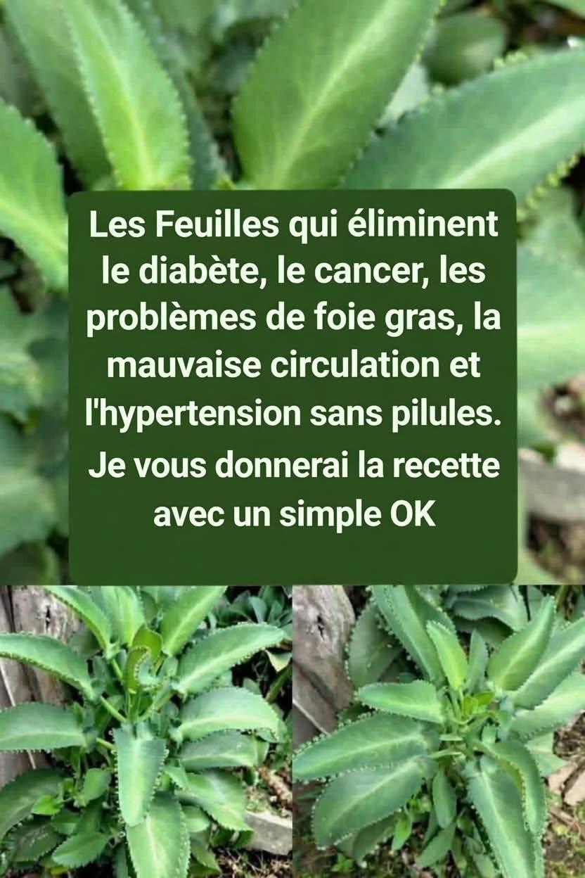 Infusion de Feuilles de Kalanchoé : Une Boisson Végétale Traditionnelle