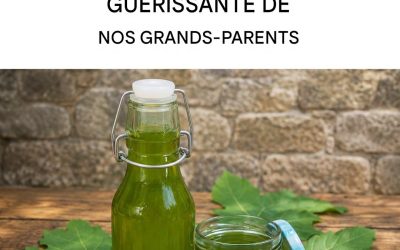 Huile de feuilles de figuier : une recette de guérison ancestrale de nos grands-parents