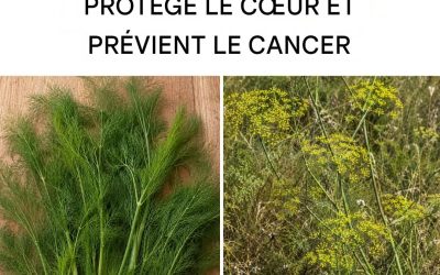 Fenouil sauvage : propriétés, bienfaits et utilisations naturelles