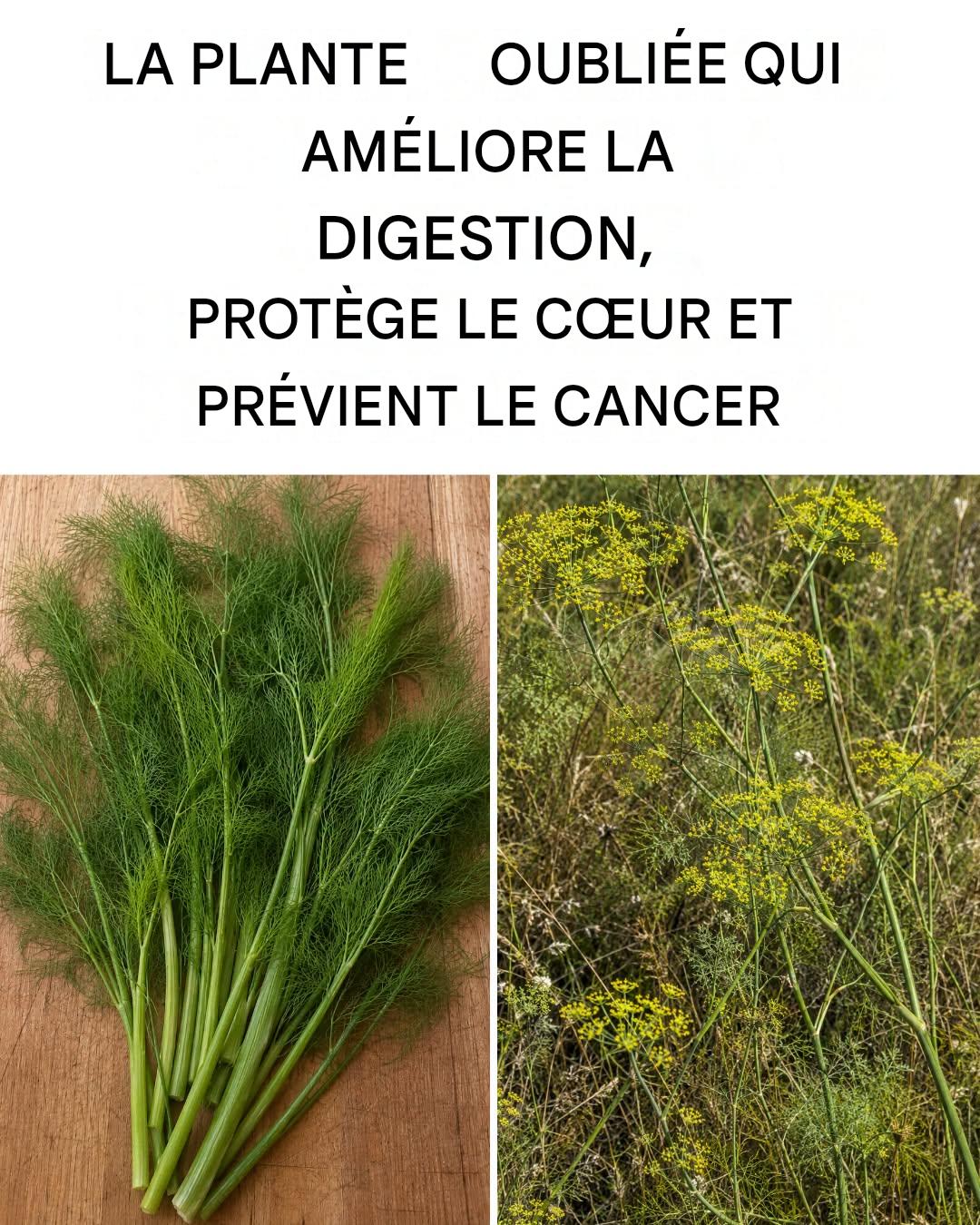 Fenouil sauvage : propriétés, bienfaits et utilisations naturelles