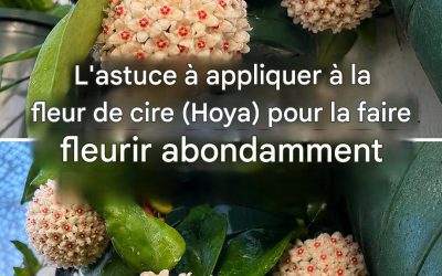 Comment faire fleurir une hoya (fleur de cire) pour obtenir des centaines de fleurs