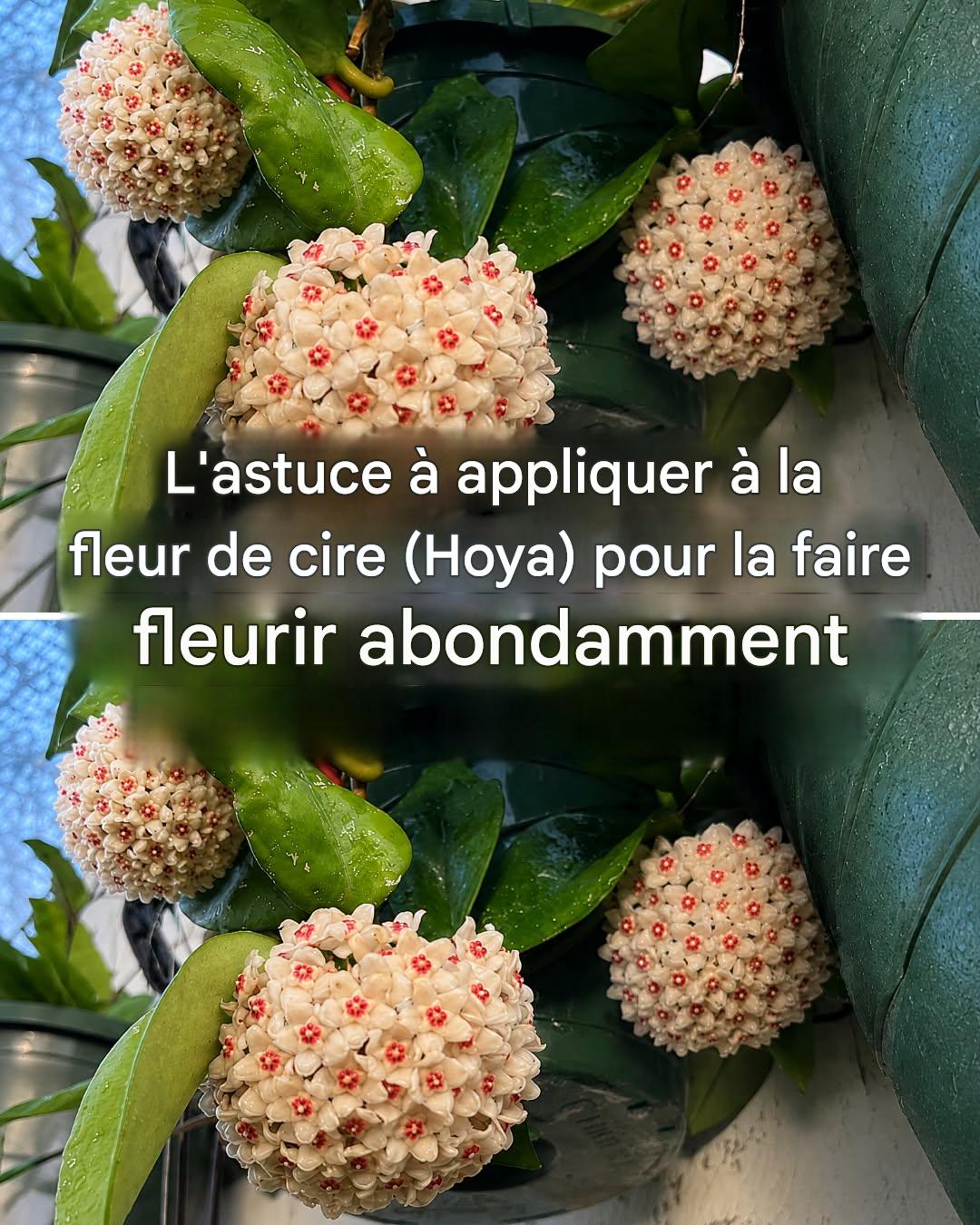 Comment faire fleurir une hoya (fleur de cire) pour obtenir des centaines de fleurs