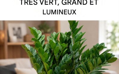 Comment prendre soin du zamioculcas (ou plante Padre Pio) pour qu’il prospère
