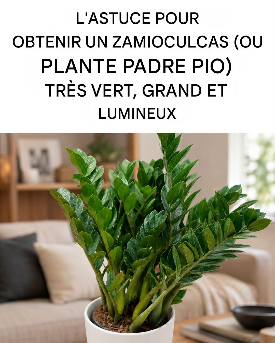 Comment prendre soin du zamioculcas (ou plante Padre Pio) pour qu’il prospère
