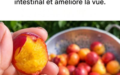 Ce fruit presque oublié pousse dans toute l’Italie et est un concentré de bienfaits