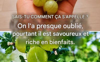 Un fruit presque oublié, mais riche en bienfaits : tout sur la groseille à maquereau.