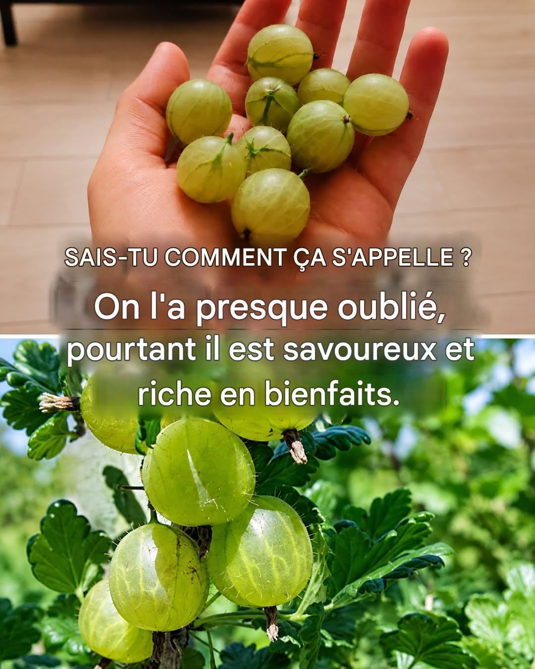 Un fruit presque oublié, mais riche en bienfaits : tout sur la groseille à maquereau.
