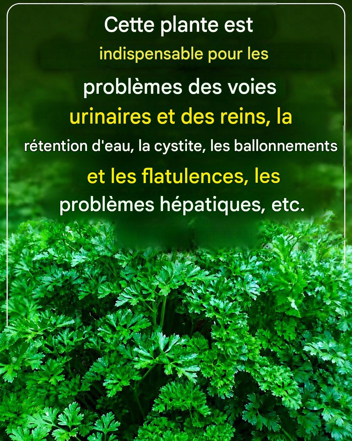 Le persil (Petroselinum crispum), une plante protectrice des reins : propriétés médicinales, bienfaits et usages