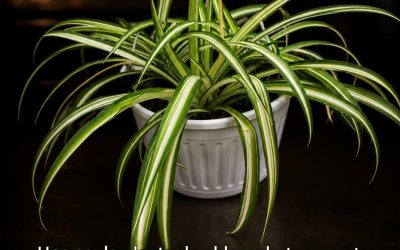 Phalanx : la plante qui purifie l’air de votre maison, une seule suffit pour éliminer les substances nocives.