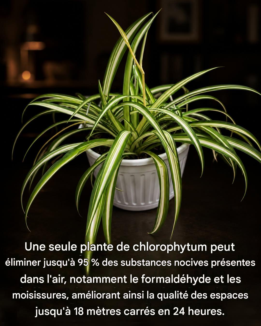 Phalanx : la plante qui purifie l’air de votre maison, une seule suffit pour éliminer les substances nocives.