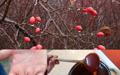 ## C’est l’une des plantes les plus extraordinaires au monde et probablement aussi l’une des plus savoureuses…