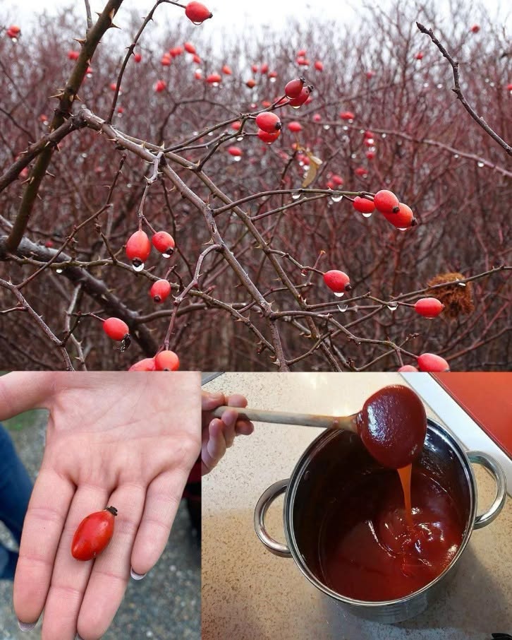 ## C’est l’une des plantes les plus extraordinaires au monde et probablement aussi l’une des plus savoureuses…