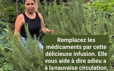 Avantages du mélange de romarin et de clou de girofle pour la santé