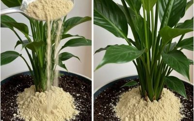 Prendre soin de votre lis de la paix : comment l’aider à pousser sainement et à fleurir abondamment grâce à des nutriments naturels simples