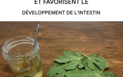 Le thé aux feuilles de figuier : ses propriétés incroyables et comment le préparer