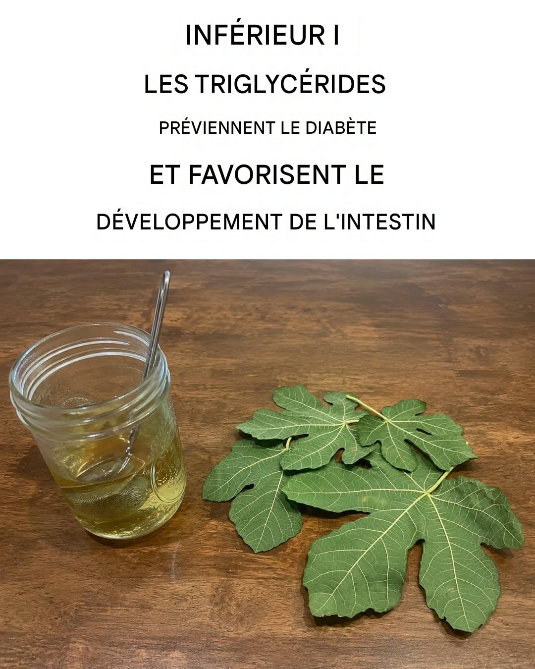 Le thé aux feuilles de figuier : ses propriétés incroyables et comment le préparer