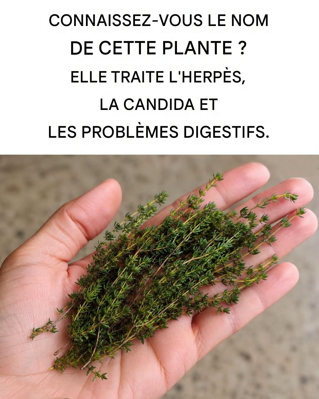 La plante qui détruit l’herpès, le candida, les virus de la grippe et les bactéries