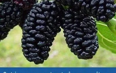 On l’utilise aussi pour prévenir le cancer et soulager le diabète et l’hypertension ! Qui sait de quel fruit il s’agit ?