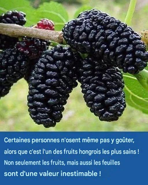 On l’utilise aussi pour prévenir le cancer et soulager le diabète et l’hypertension ! Qui sait de quel fruit il s’agit ?