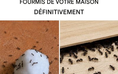 Les 3 pièges les plus efficaces pour éliminer définitivement les fourmis de votre maison et de votre balcon.