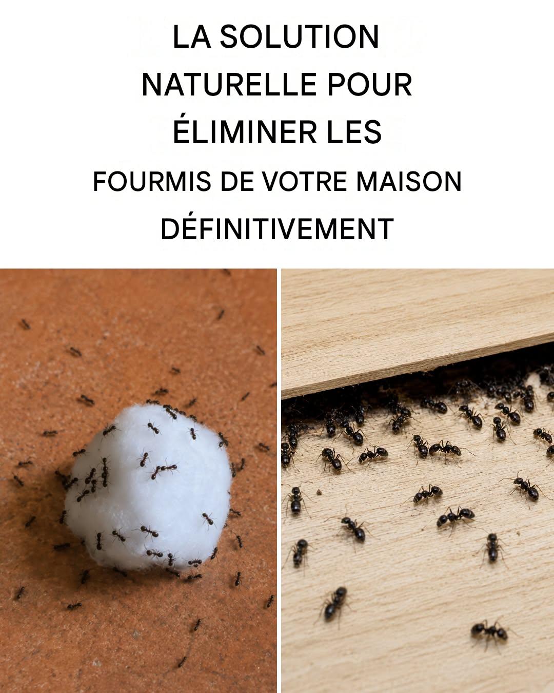 Les 3 pièges les plus efficaces pour éliminer définitivement les fourmis de votre maison et de votre balcon.