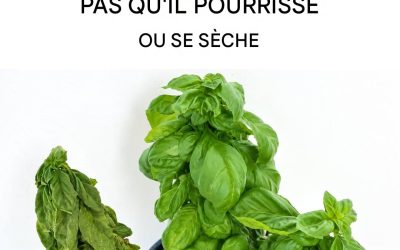 Pourquoi les plants de basilic achetés au supermarché sèchent-ils toujours une fois à la maison ?